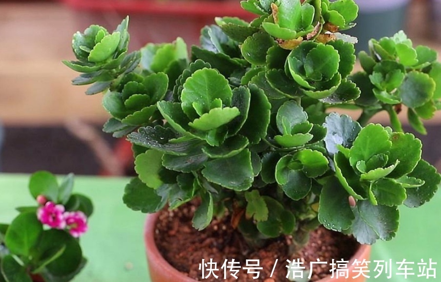 植株|你知道吗?夏天6种花要“休眠”,浇水多了就烂根