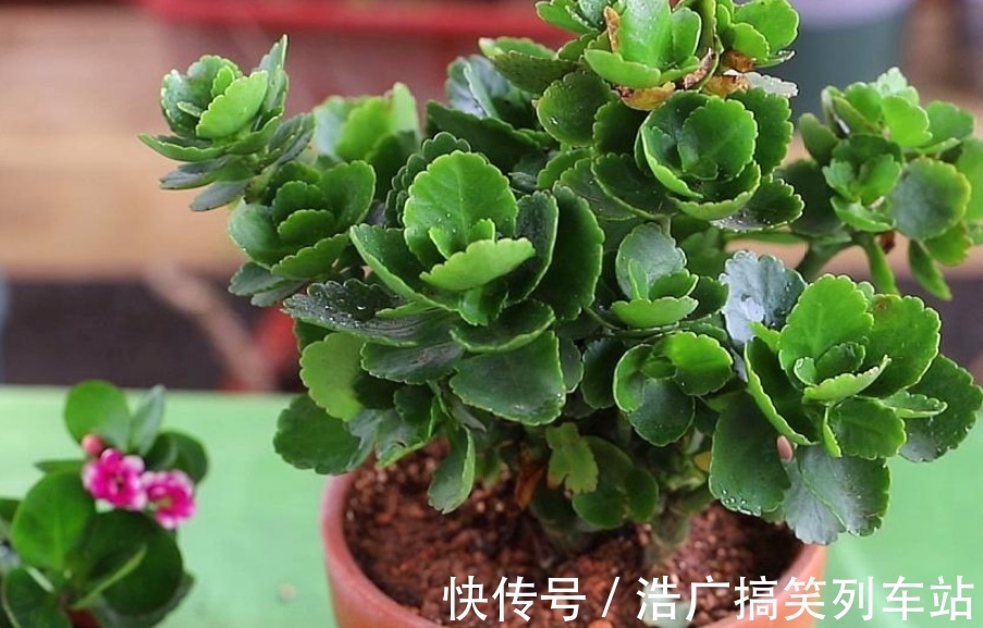 植株|你知道吗？夏天6种花要“休眠”，浇水多了就烂根