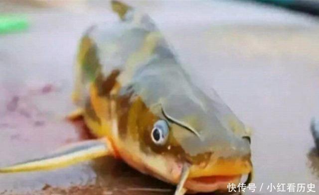 别再七想八想,“征服”黄颡鱼就得用这钓法,不料刚一下竿就有口