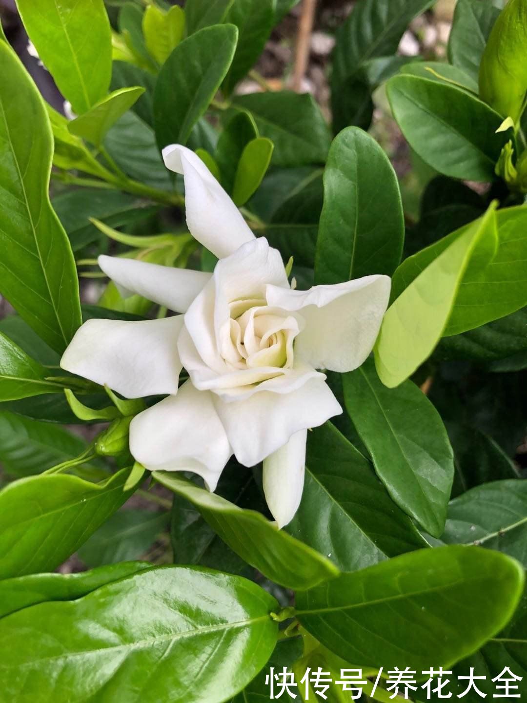 6种植物，是天然的染色剂，古代只有皇家才能用