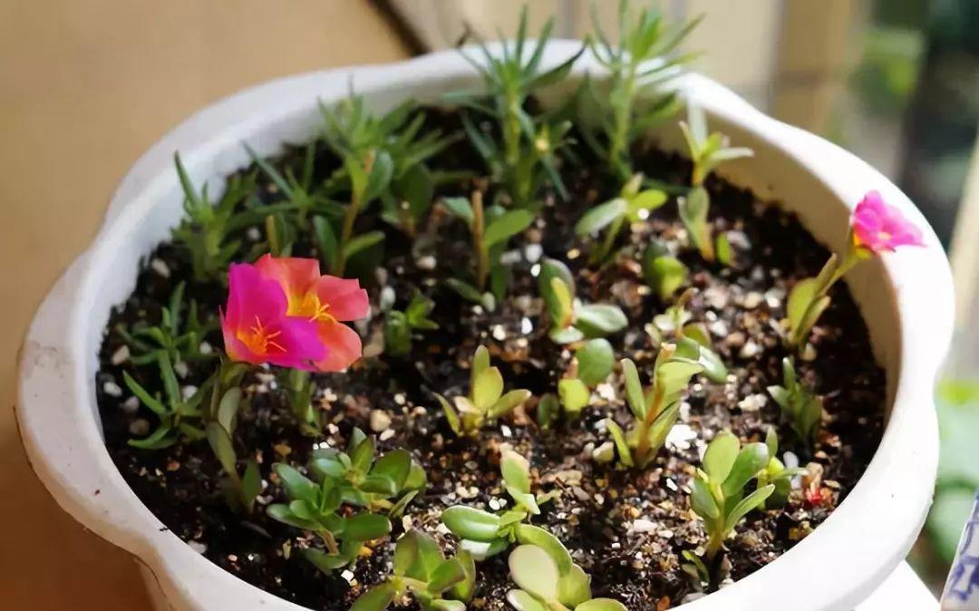 秋天|天气转凉，建议扦插6种花，温度“适宜”利于生根