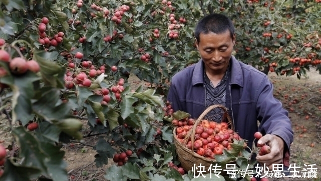 维生素c|75岁专家：2种水果吃一次半月难消化，家长少给孩子吃，影响长高