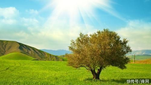 更上一层楼|凭第一眼的感觉,哪棵树最入你眼测未来你的孩子会不会有出息