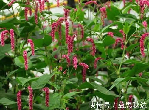 辣寥草|能捕鱼的野草，比蚯蚓还好用，花瓣还能泡酒喝，功能很齐全