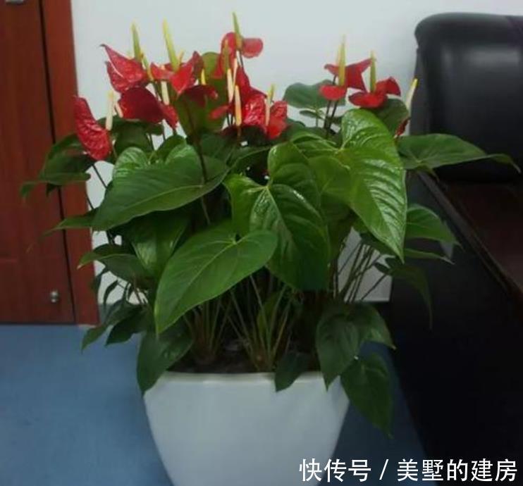 出问题|红掌很多人养不好,因为它有“5怕”,最后1点很多人都没做好!