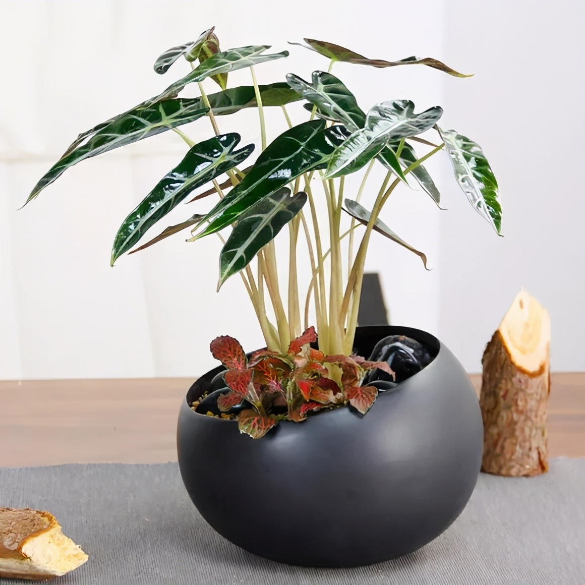 13种耐阴花卉,光照不佳也能生长良好,枝繁叶茂,美丽如画