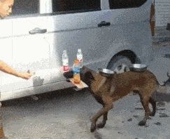 |搞笑GIF趣图:一直都不理解什么是“稳如狗”,直到看了这个GIF