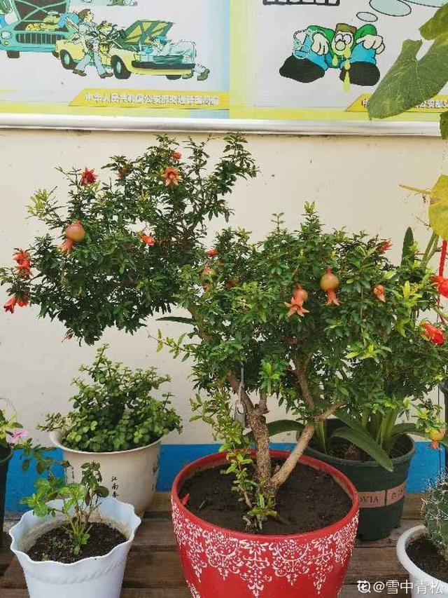 盆景家里养盆松，代代出富翁，镇宅守家福气旺