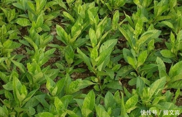 红甜菜|10种可家庭种植的优质养生野菜