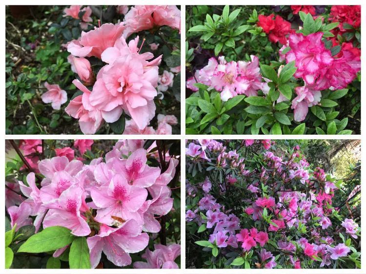 养多肉会上瘾，3年养了500多盆，既美化了环境又愉悦了心境！