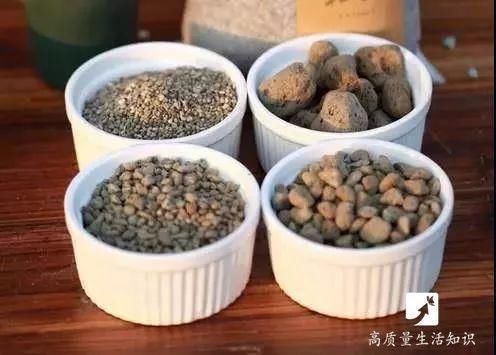 盆栽底下垫上这4种，告别“植物杀手”称号！