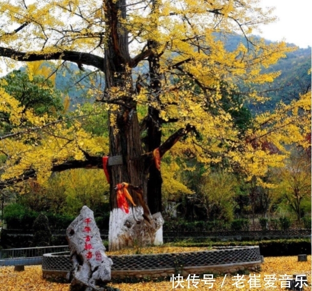 银杏|秋——田河村的情思