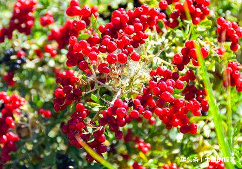 黄瓜|女性到了中年，不妨多吃四种食物，排毒抗衰，清理肠胃，滋补身体