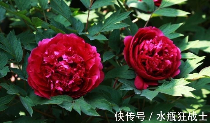 牡丹|牡丹花为什么不能进家？你知道吗？