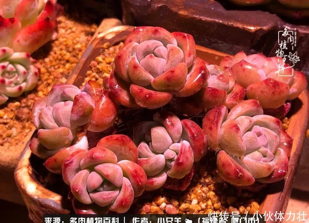 多肉,似星辰大海般的璀璨!