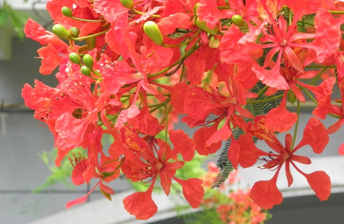 凤凰花是红色的花朵,看起来十分的鲜艳,就像是火一样