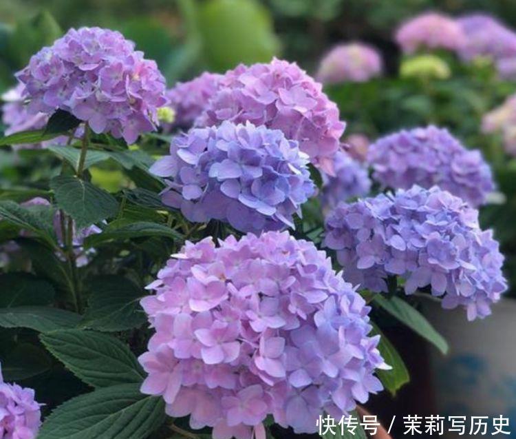 5种漂亮花，花开不断，黄绿交辉，绚丽多彩