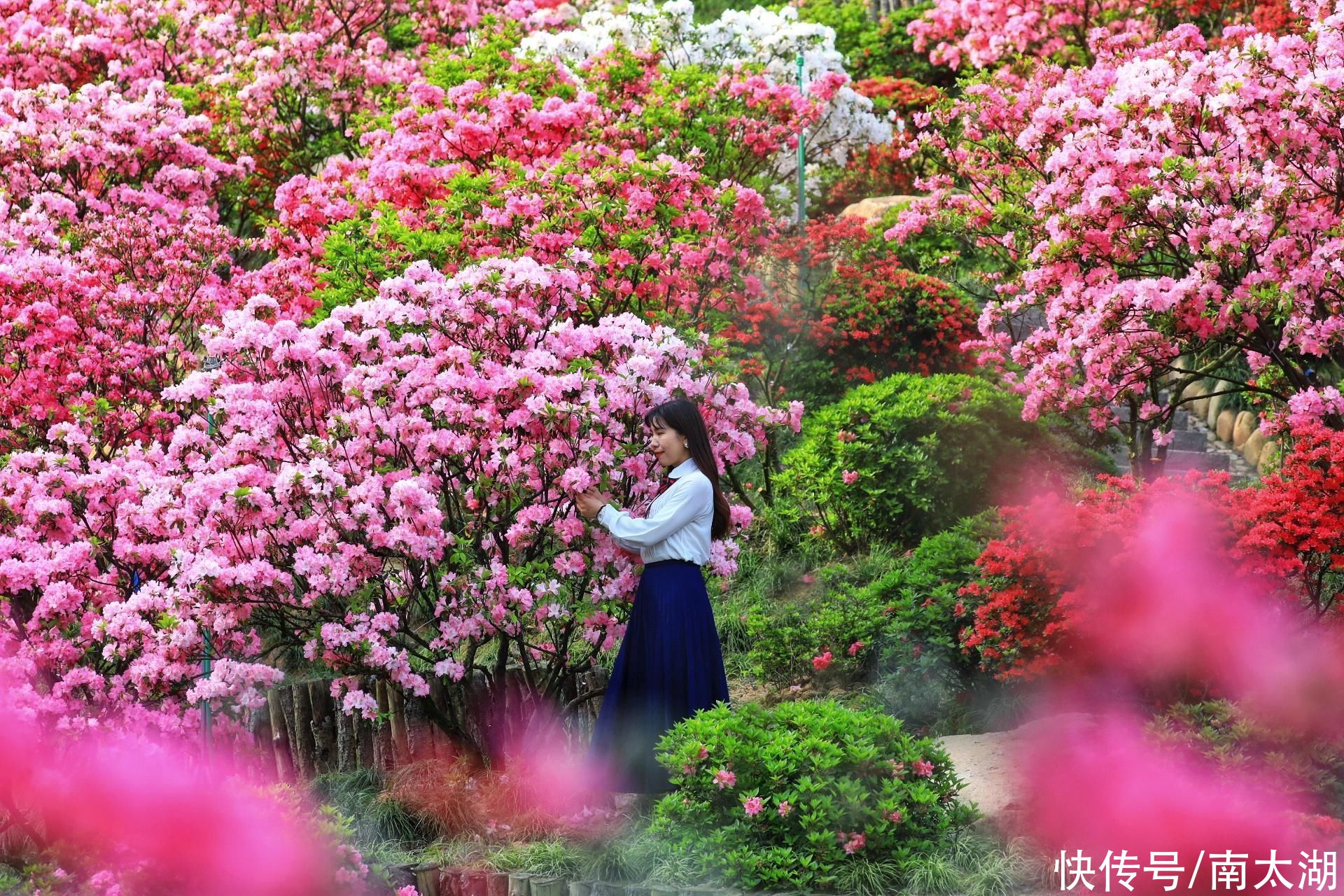 一个现实版“绿野仙踪”，藏在德清这山谷中！有难得一见的黄杜鹃