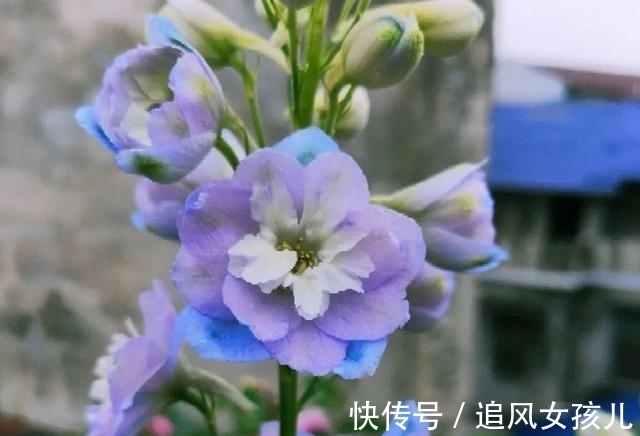 农历九月初九寒露后,养什么花?以下3种花,健康长寿幸福一生