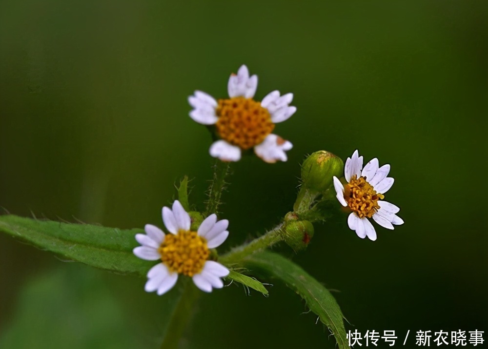  农村|从前农村的“野草”，现在人人抢着挖的“宝”，你知道它是谁吗？