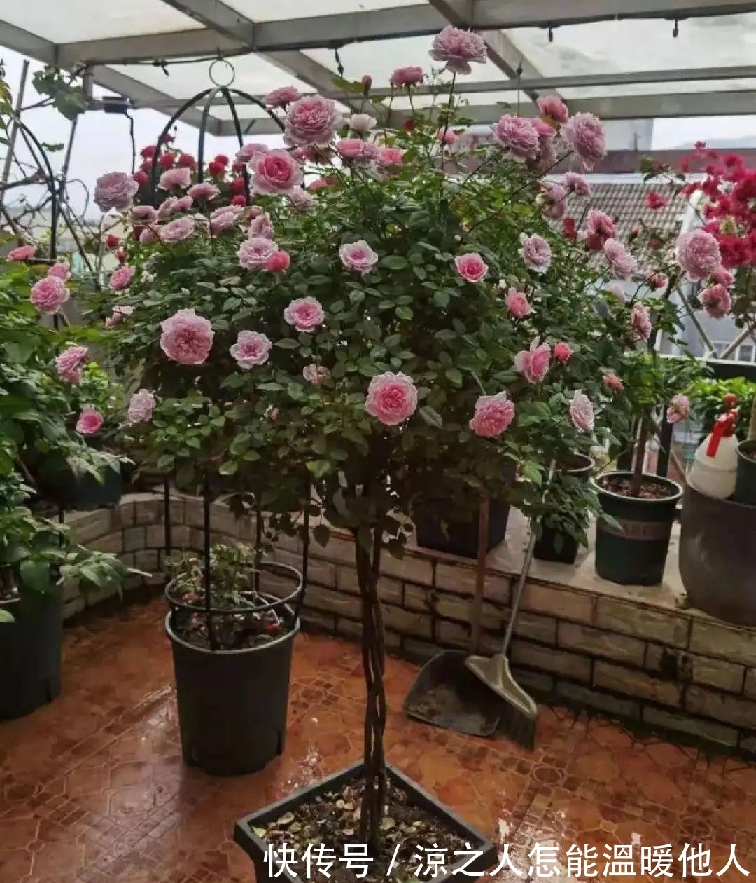 花苞|养的花一直不开花,主要是这6点做好,赶紧学起来