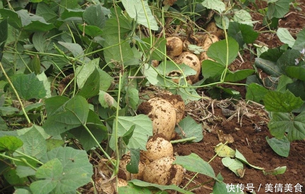 蔬菜|味道比苹果还好吃，既是水果也是菜，一斤5毛，10月正当季