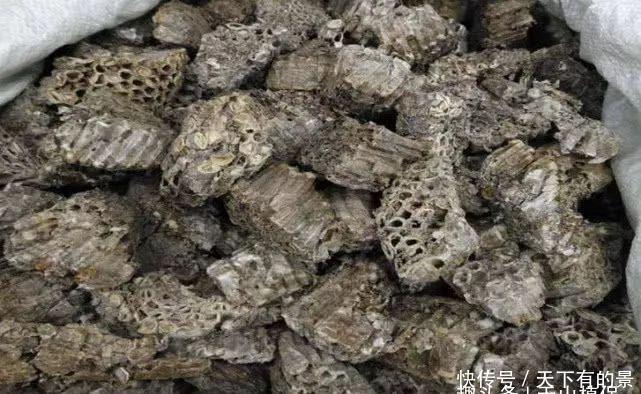 生长在桑树上的“疙瘩”农村小孩都拿来泡水喝,如今一斤120元