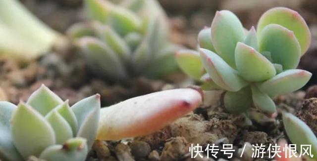 多肉新人,必须掌握的小知识