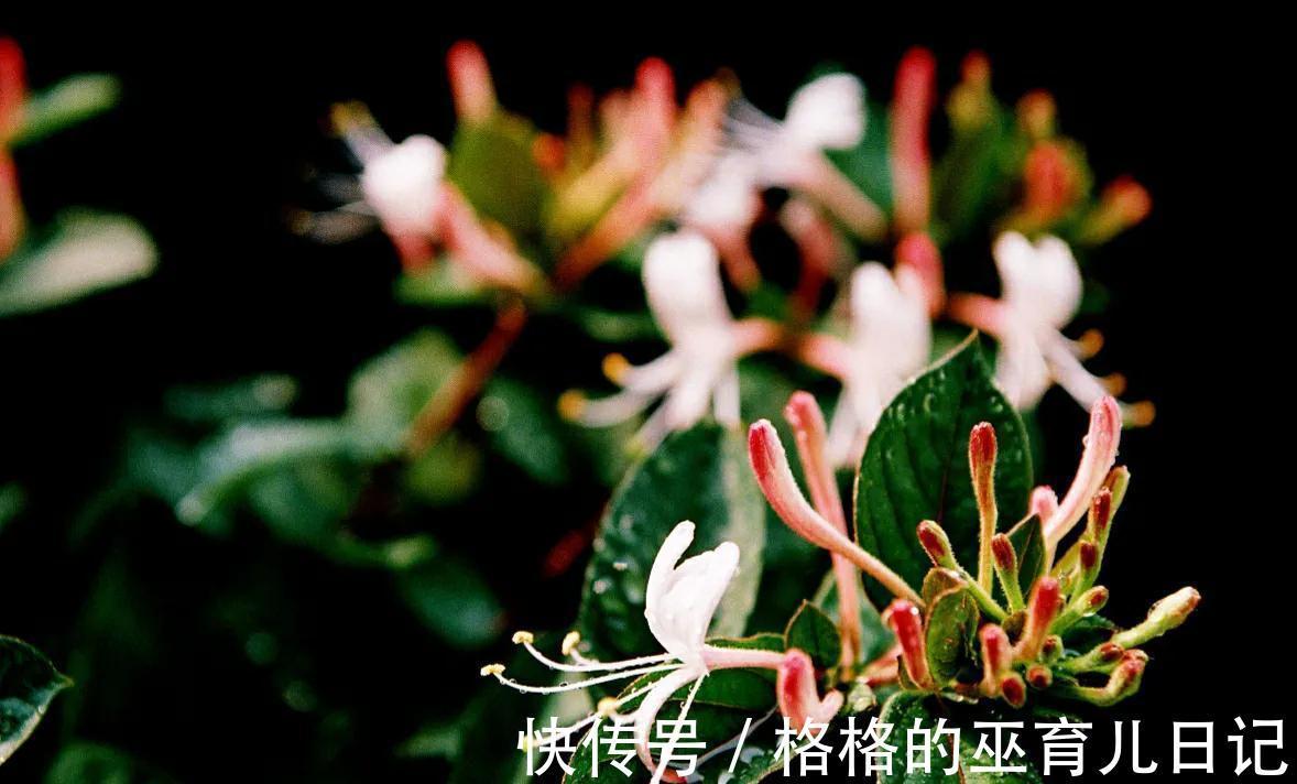 10月家中种3“养生花”,年年开花多又艳,做到人养花花养人