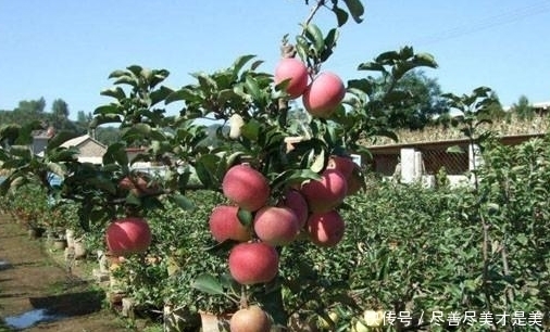 烦养花种草就盆栽这2款果树,开花漂亮、结果美味