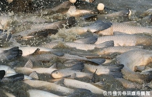 大块头|嘴含宝石是四大家鱼之首,因野蛮生长沦为“废柴”,如今很少人养