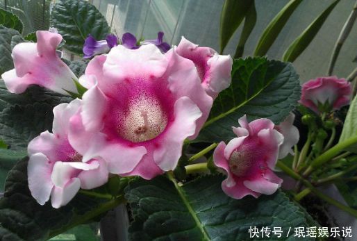 花卉|此种花卉颜值不输月季，好养易活，养一株就是赚了