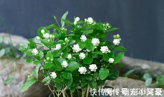 茉莉花|花市上的茉莉“满头花苞”,花香浓,原来是“这样”养出来的