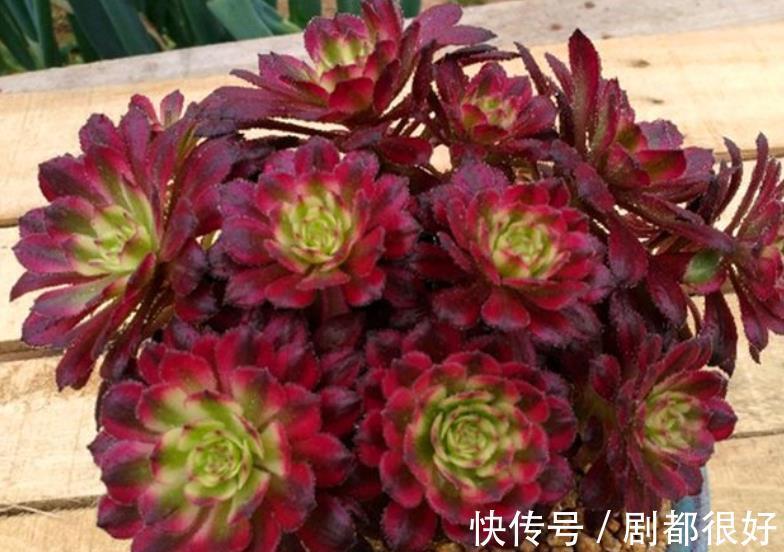 国庆后养多肉,做好3件事,多肉快速爆盆,叶片肥厚上色美