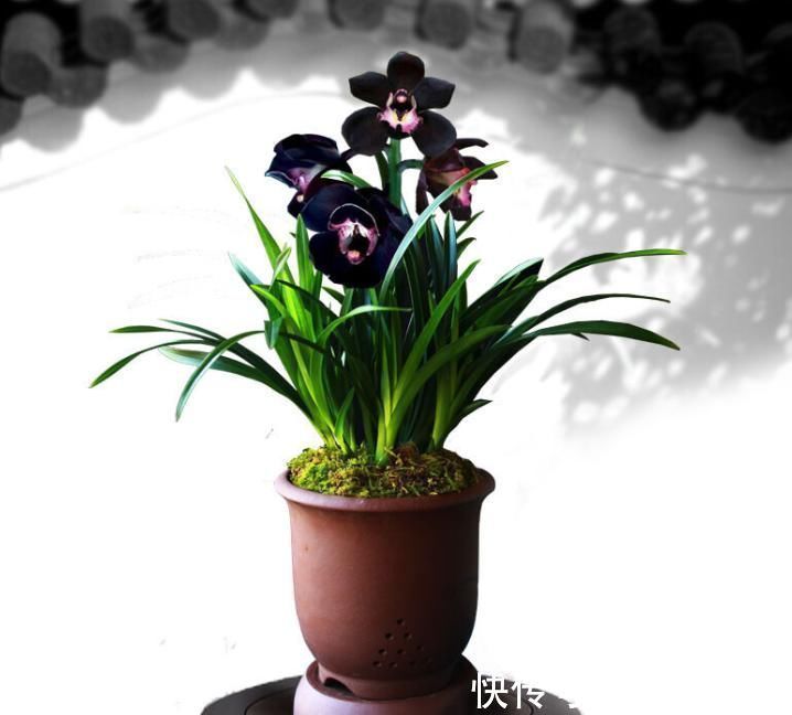 兰花新宠“黑雪姬”,花色神秘,花型妖娆,兰香扑鼻,猎奇兰首选