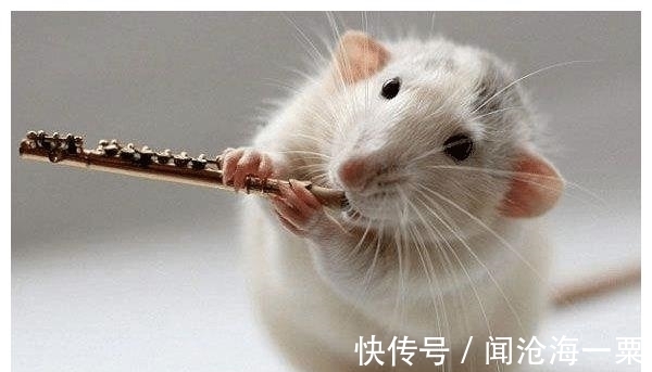 属猪|生肖猪之人的最佳婚配,和哪几个生肖在一起,婚后能白头偕老?