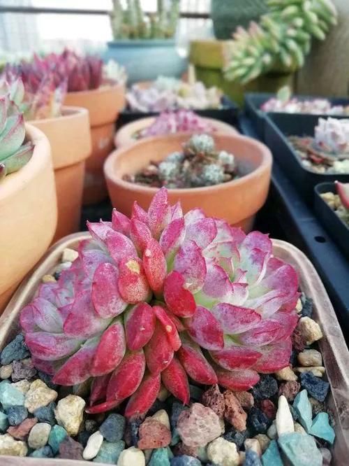 入春想“控养”多肉，满足“三前提”，憋出一圈崽，养成肉墩子