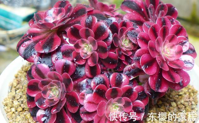 养护|法师美杜莎颜色绚丽，仙人球美杜莎造型美开花香，难以选择全都养