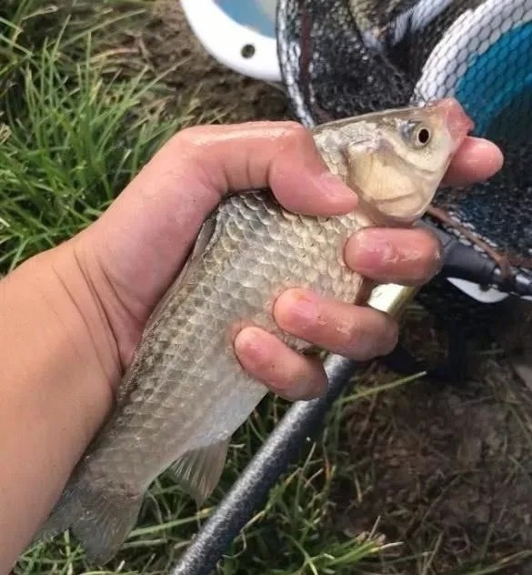 初冬钓鱼，做好这4点，除非水底没鱼，一般2小时就爆护了