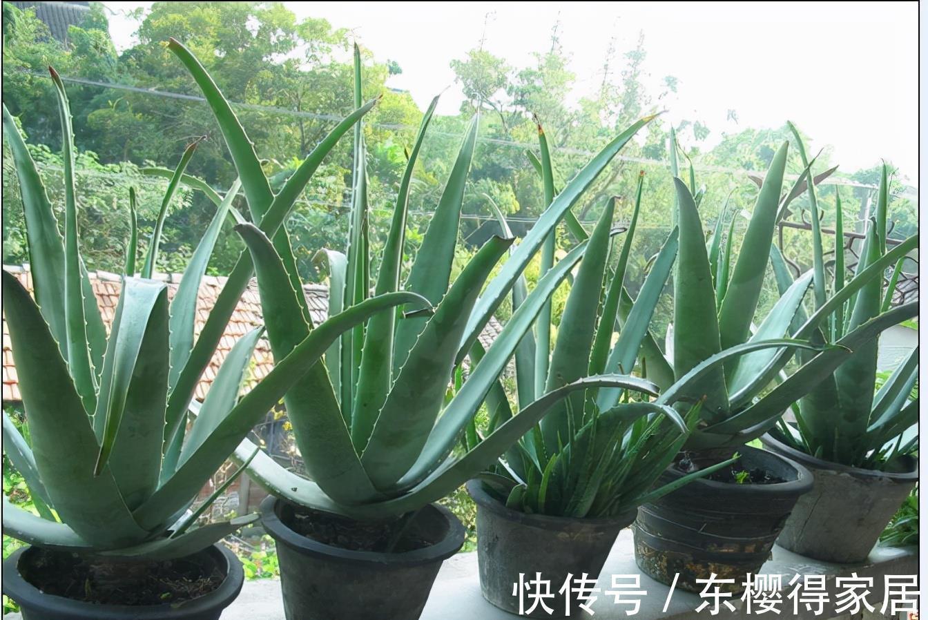 浇水|秋天养芦荟,4个小技巧,花箭一米高,冒芽20多,又壮又肥