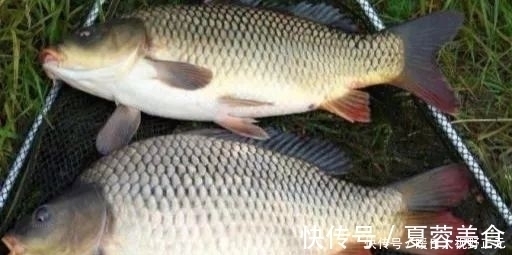 钓鱼颗粒粉这样搭配,鲫鲤鱼马上咬钩,根本停不下来