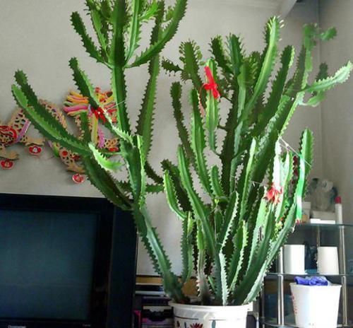 非洲|新房住了半年还有甲醛?他们都养这几种植物,身体越住越健康