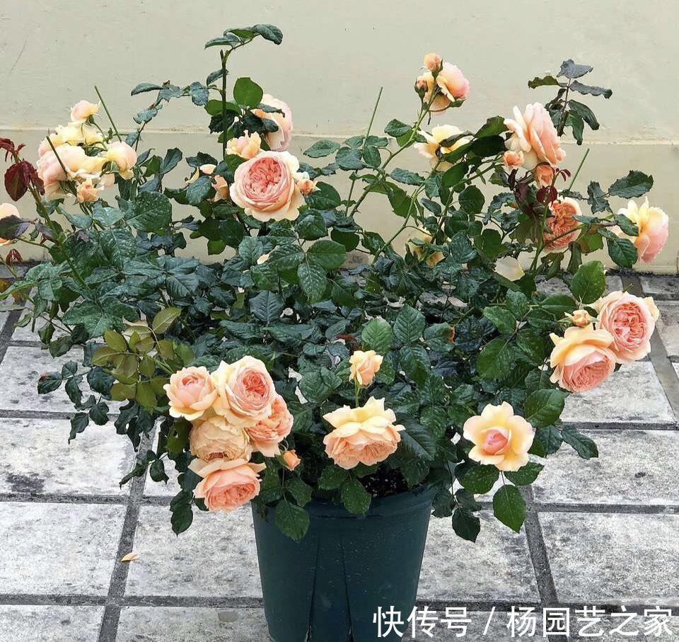 金满枝|气温升高，月季花越开越小？知道5个原因，就能开大花了