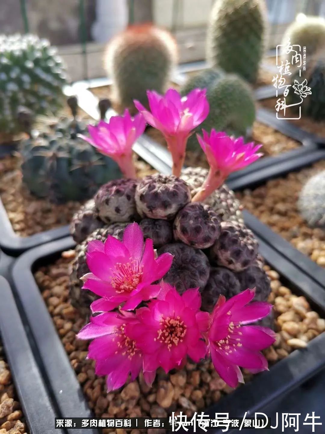 入多肉坑八年,始于初心,一切但求无愧于心