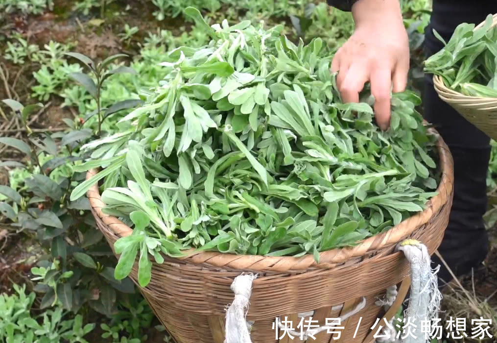 小吃|山间野菜太多，一会功夫就摘一背篓，拿回家可以做成特色美味小吃