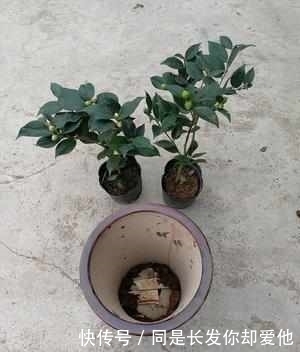 排水|刚买回来的盆景一定要注意这些细节,否则永远也不会开花