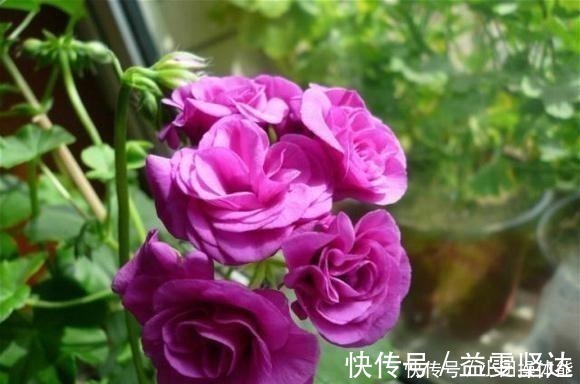 红女巫|此“花”一年开花好几次,花朵漂亮似玫瑰,养在阳台路人都夸美!