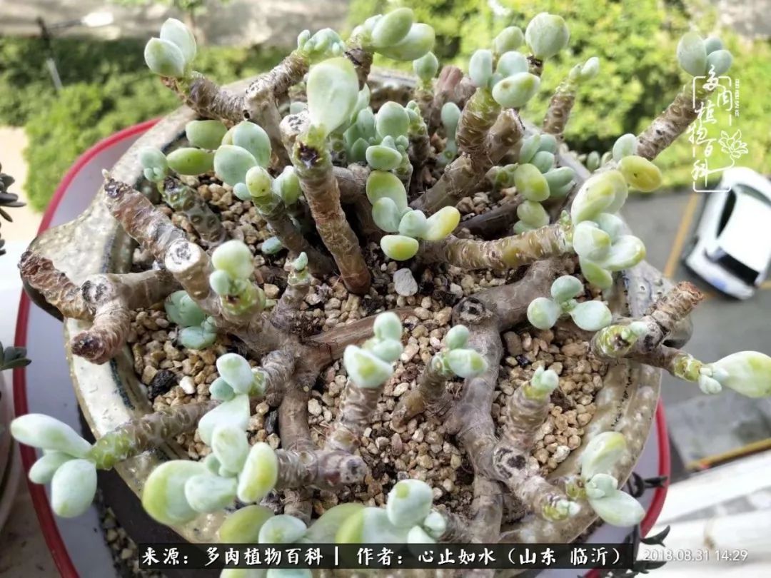 养多肉不只是说说而已,只要肯用心,它们绝对不会辜负你!