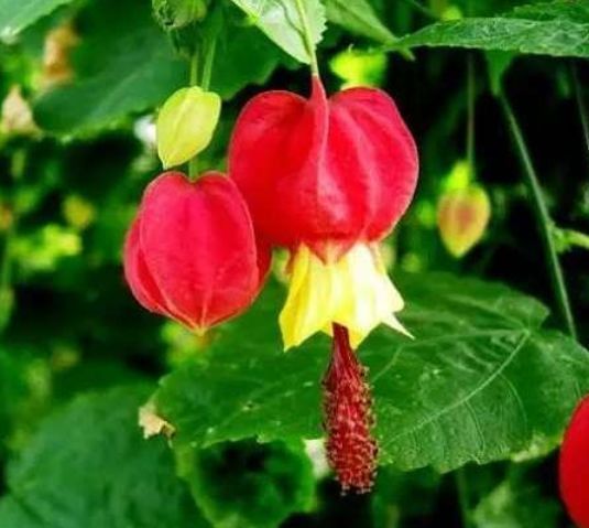 一养就上瘾的4种花，婀娜多姿，绚丽多彩，美到让人窒息！