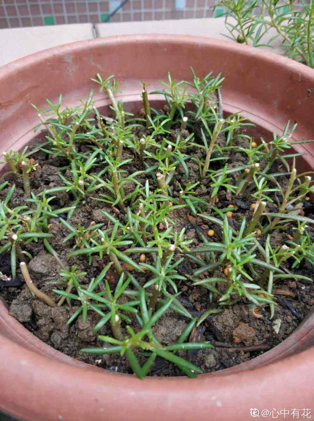 棒棒糖|从养花大神家，偷来3个爆花技巧，快学，24小时后删